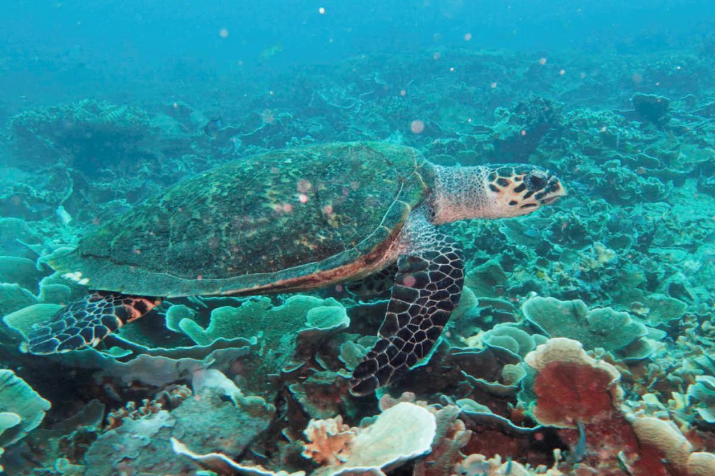 Underwater sea turtle image